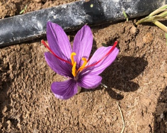 azafrán pampa desierto 1