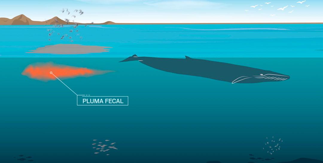 Estudiar-fecas-de-ballenas-pluma-fecal