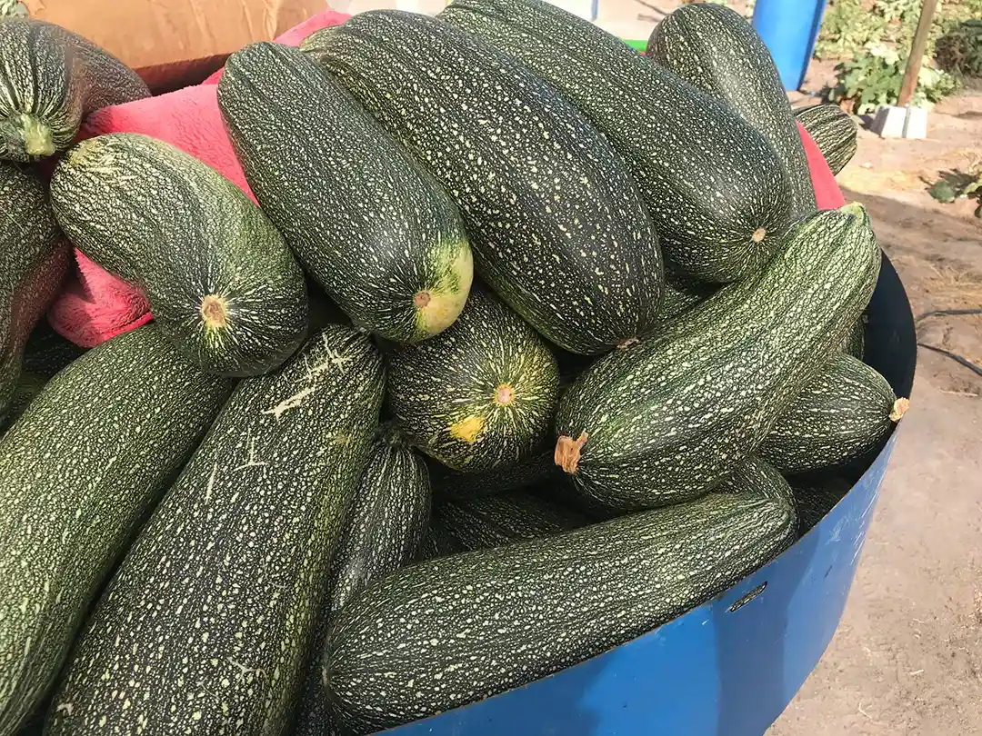 agricultura bajo soga tarapaca 6