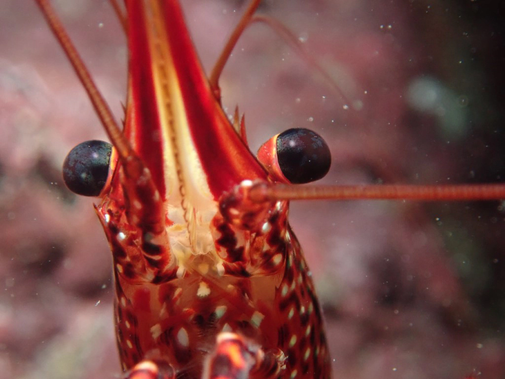 cara Camaron concurso foto fotopez