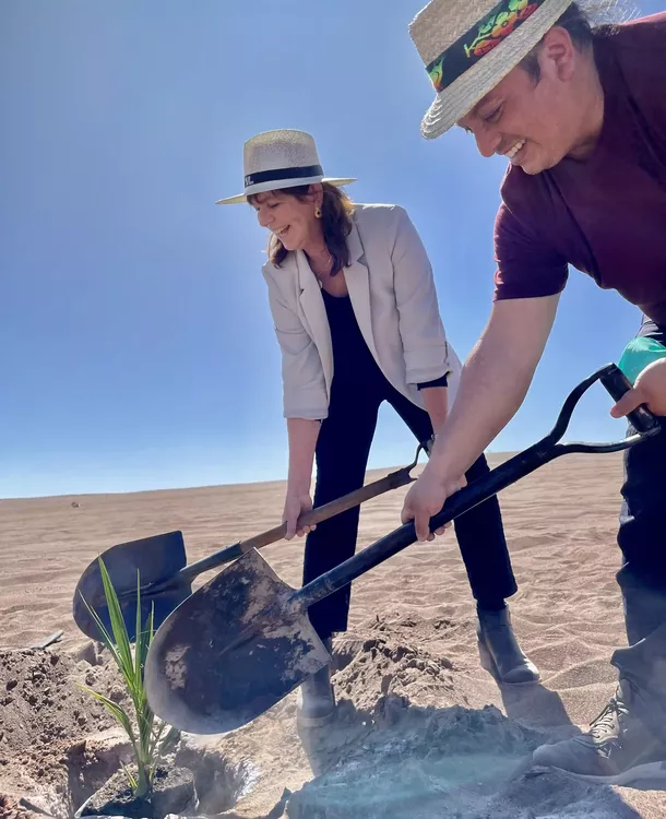 Palmeras datileras desierto 3