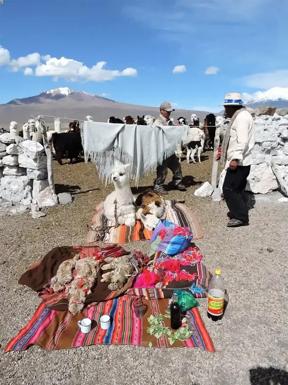 gato andino embalsamado ofrenda gato andino embalsamado ofrenda Un gato andino embalsamado sería buena suerte, según los aymaras.
