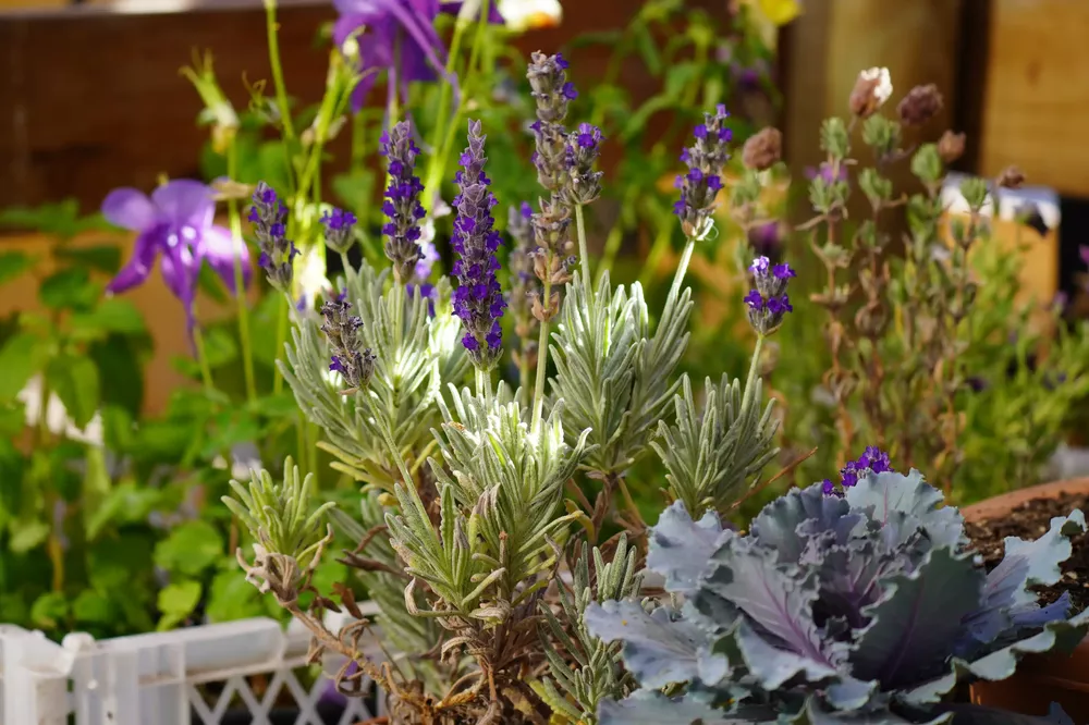 AGRICULTURA DSC04420