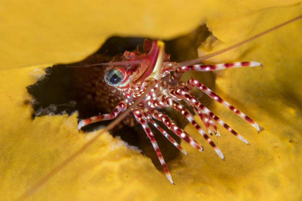 Camaron concurso foto fotopez