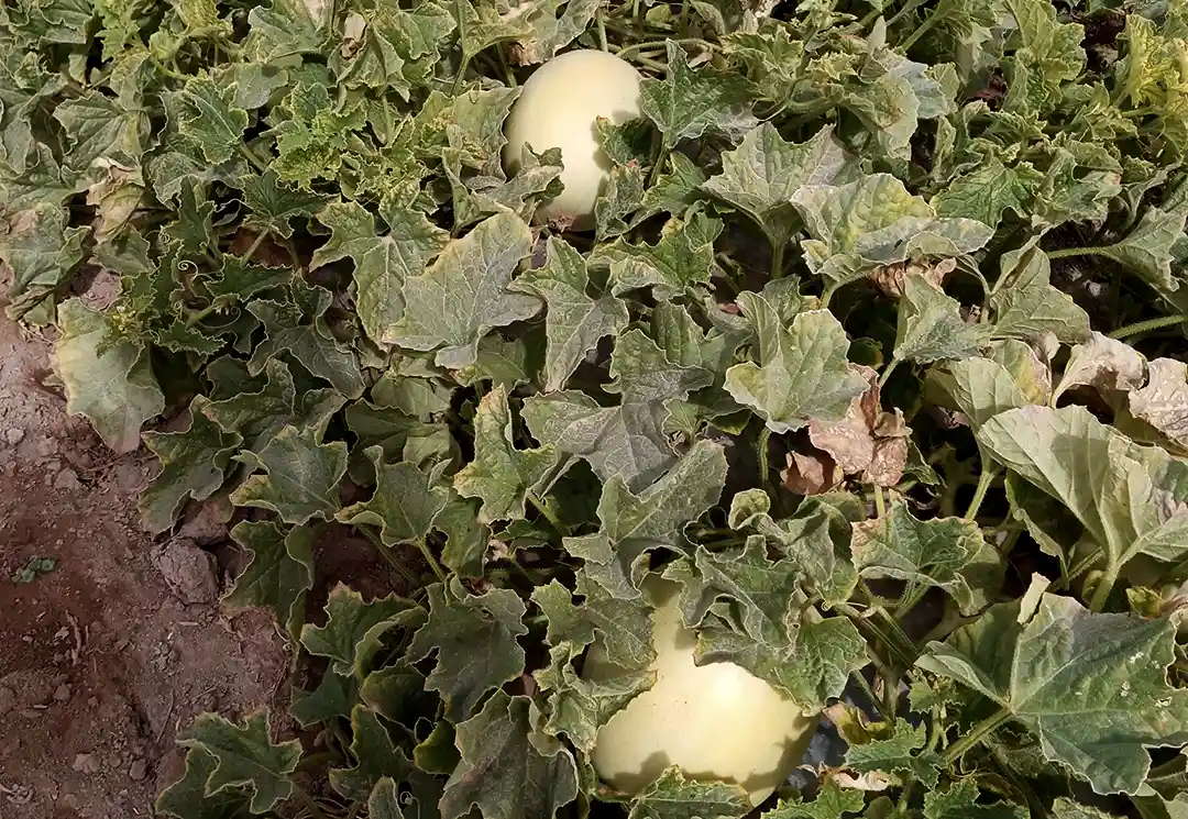 agricultura bajo soga tarapaca 7