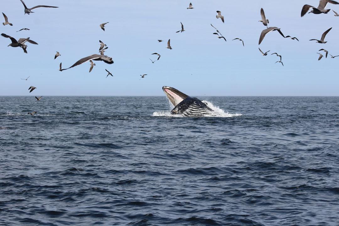 fauna-marina-cristobal-navarrete-4