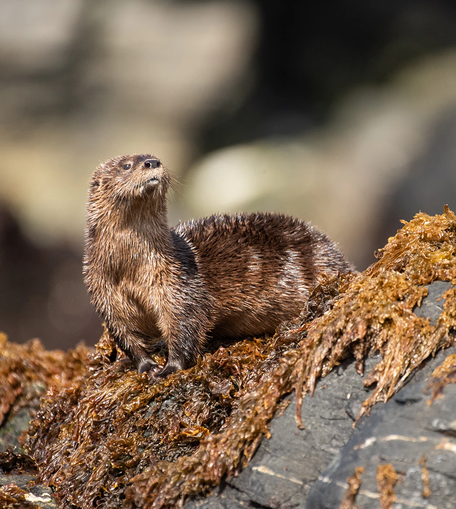 Area marina protegida chungungo
