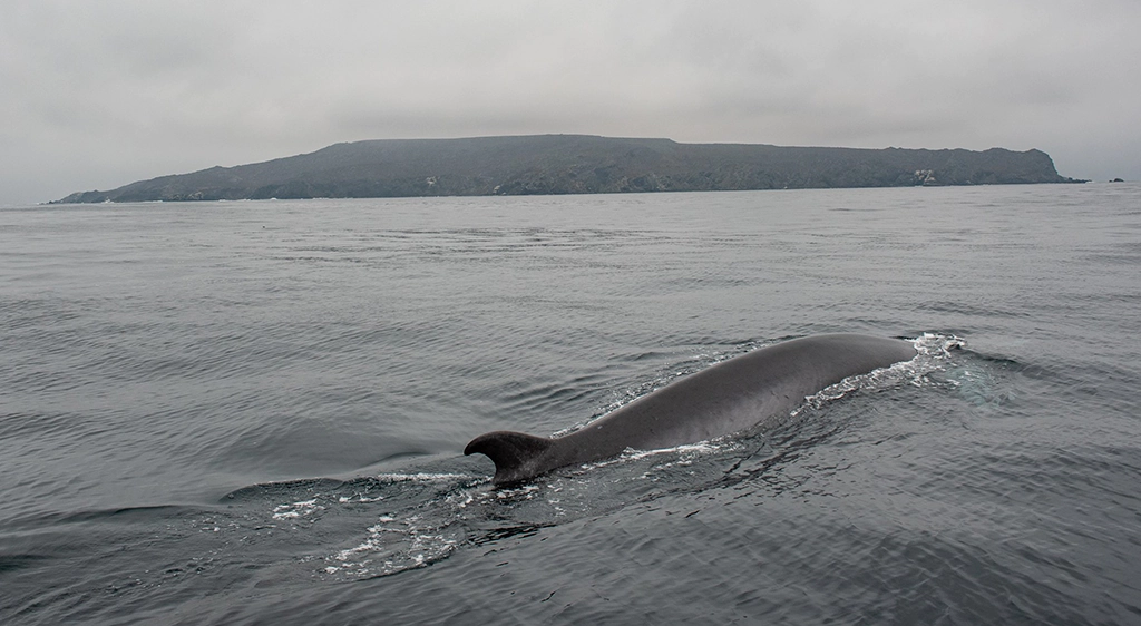 Area marina protegida tonina