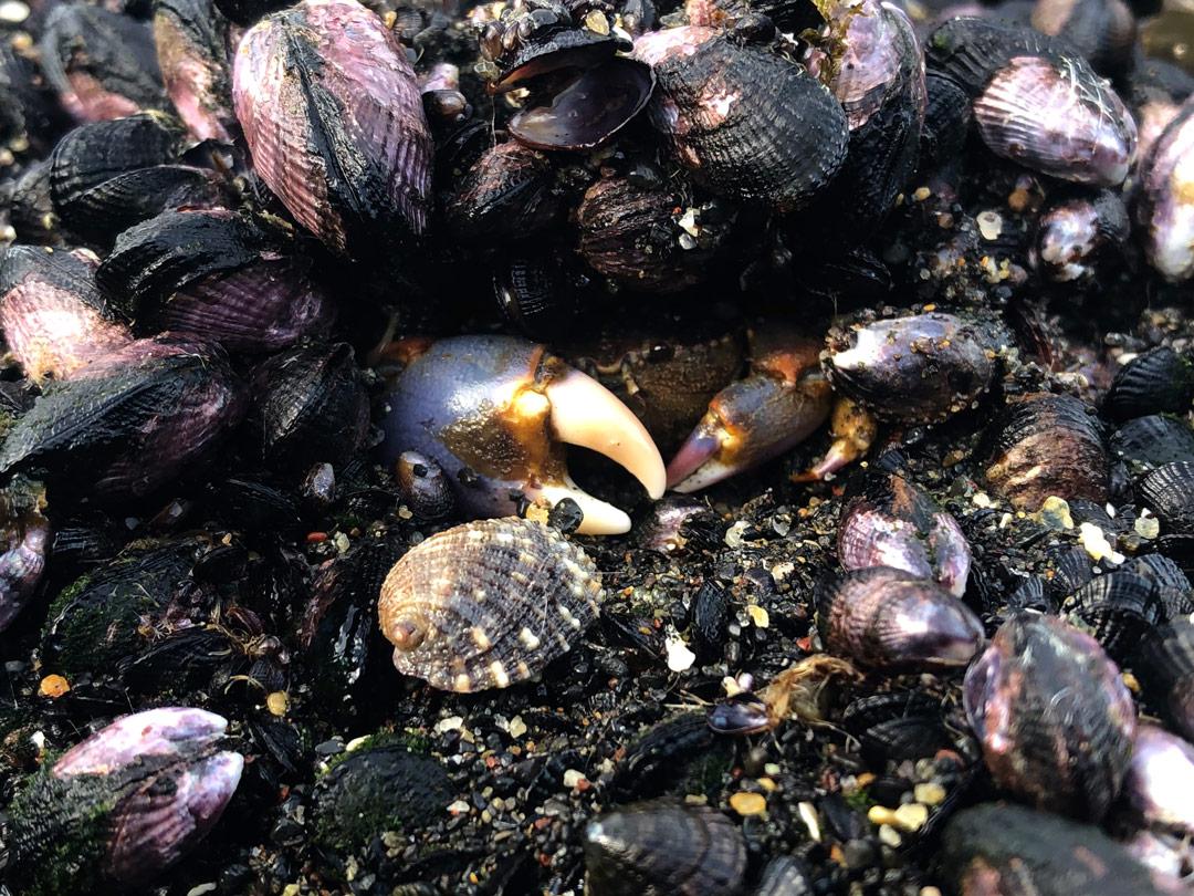 Choritos-depredadores-estresores-ambientales-3