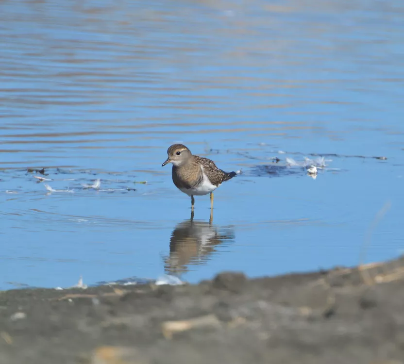 AVES 4 Chorlo-chileno-scaled