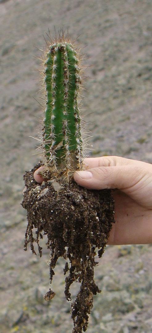 proyecto-cactus-raquel-pinto-mayo-2012