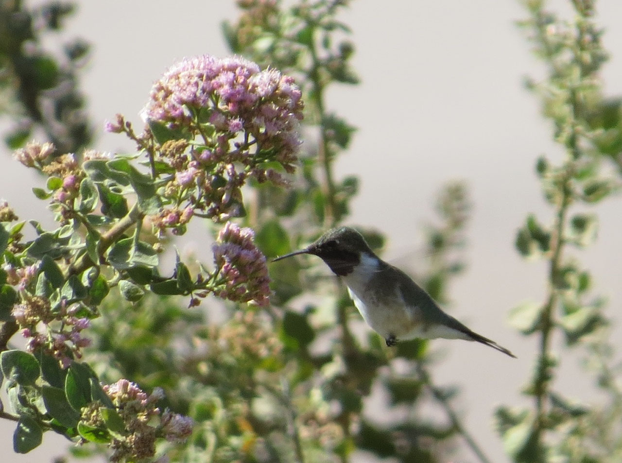 macho Picaflor de Arica Ilenia Lazzoni web