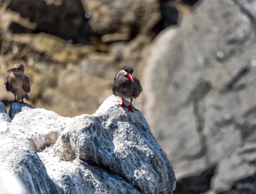 Guano-Huano-agricultura-desierto-3