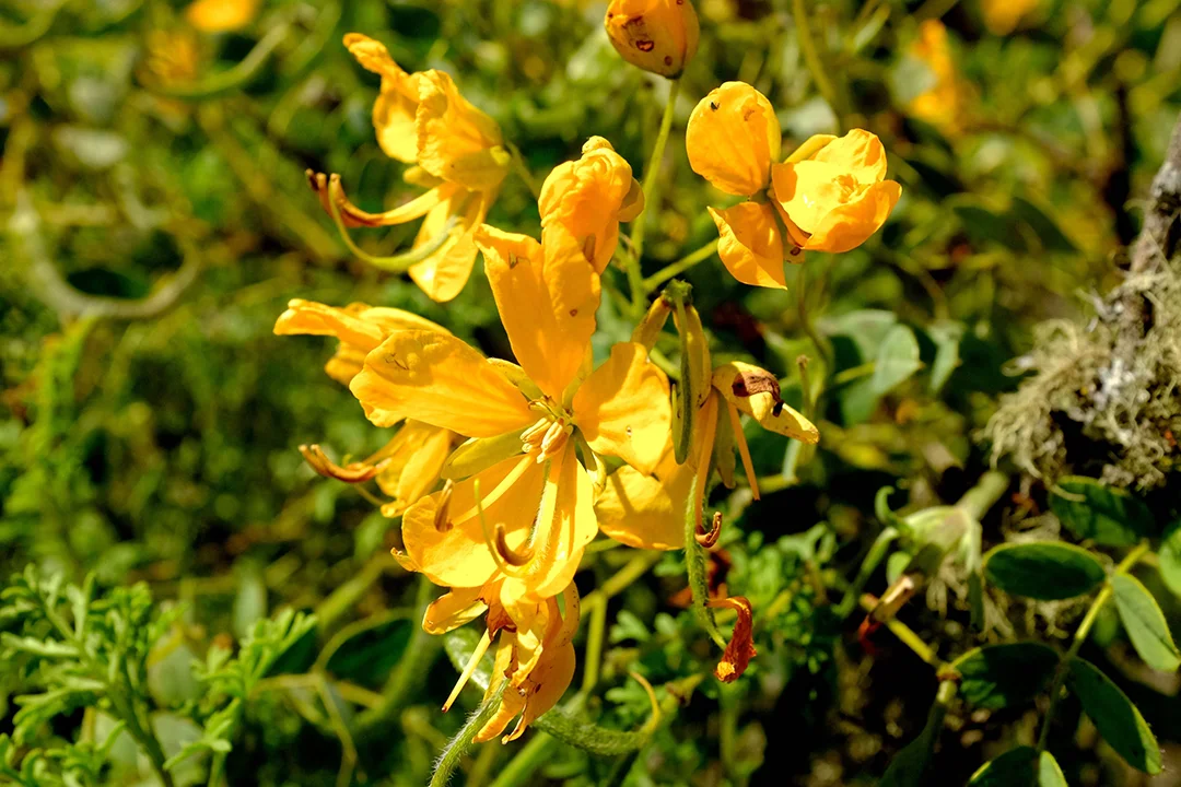 CEAZA atrapanieblas 2