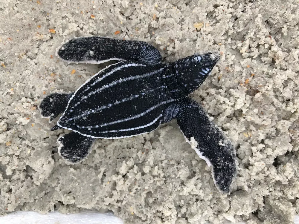 tortuga laud 1