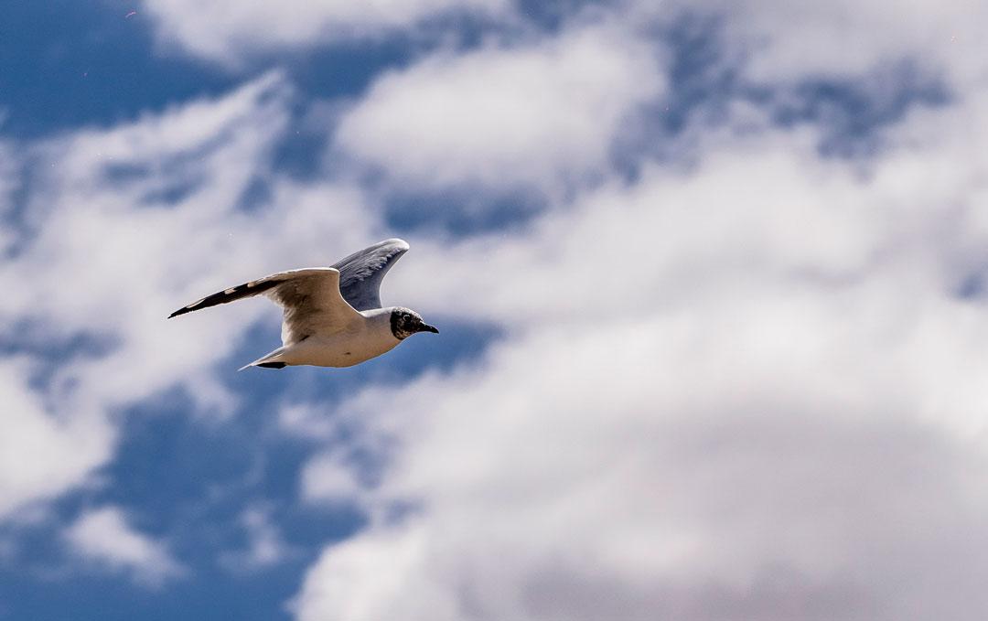 Proteger-la-naturaleza-constitucion-ecologica-foto-Franco-Miranda-1