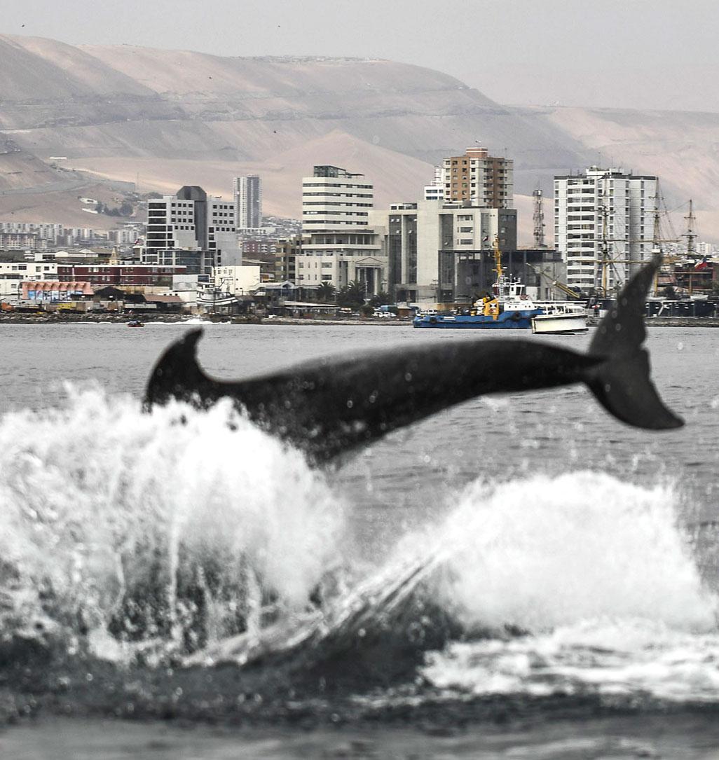 anchoveta-5-marensepia