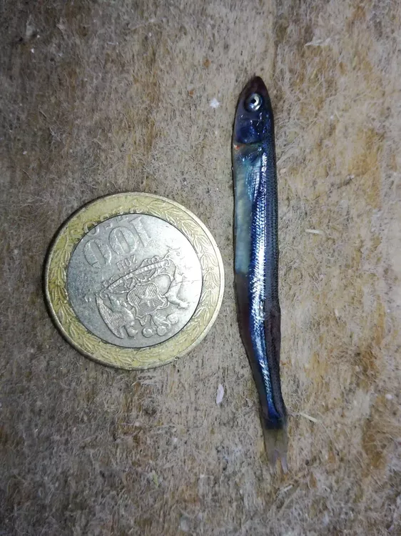 SOBREPESCA O PESCA INTENSIVA-PISAGUA-6