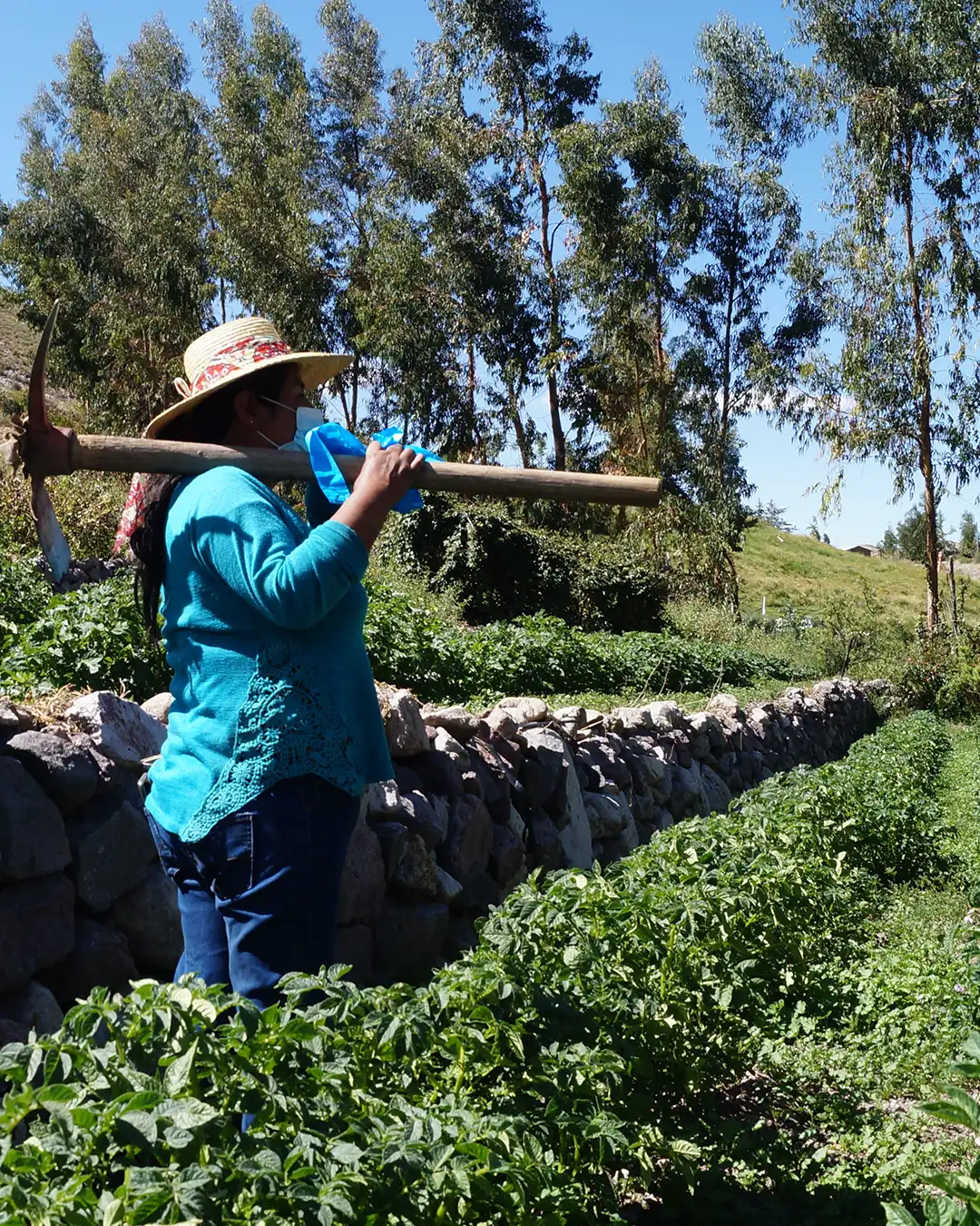 Sipan Patrimonio agricola altoandino 1