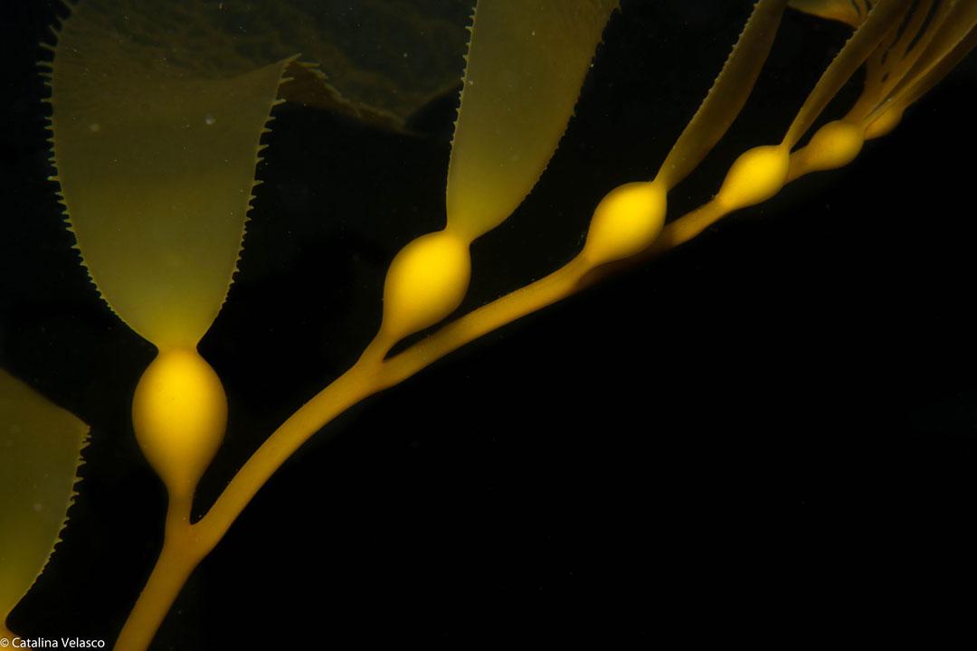 catalina-foto-submarina-3