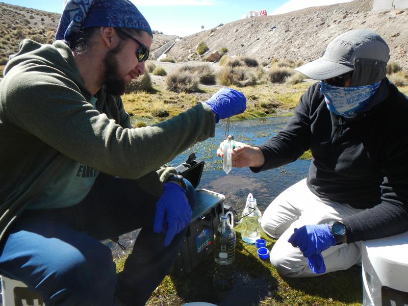 trucha-invasora-chungara-4