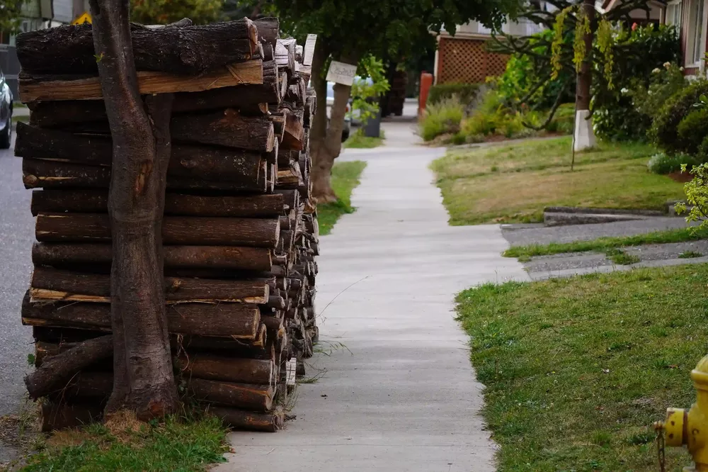 Incendio bosque monocultivo 2
