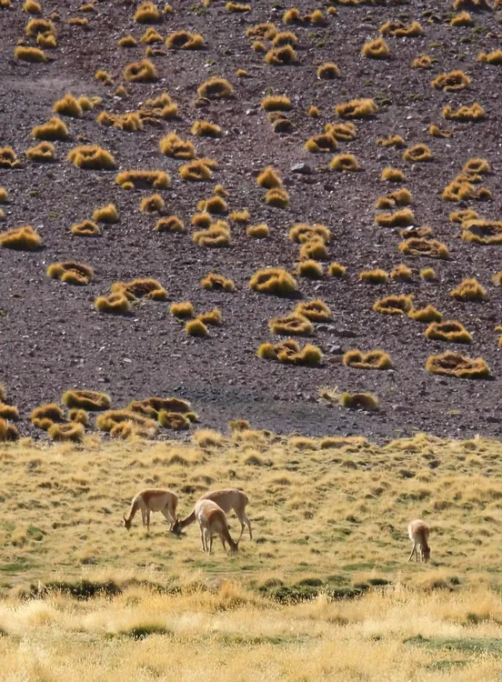 desierto seco camélidos
