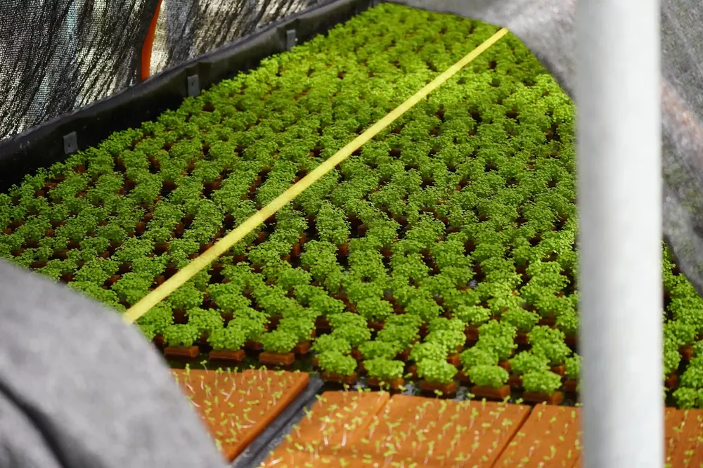 AGRICULTURA Los Verdes