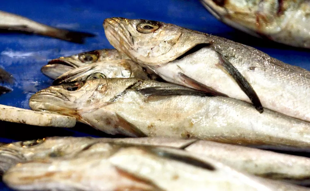 pesca arrastre merluza 4