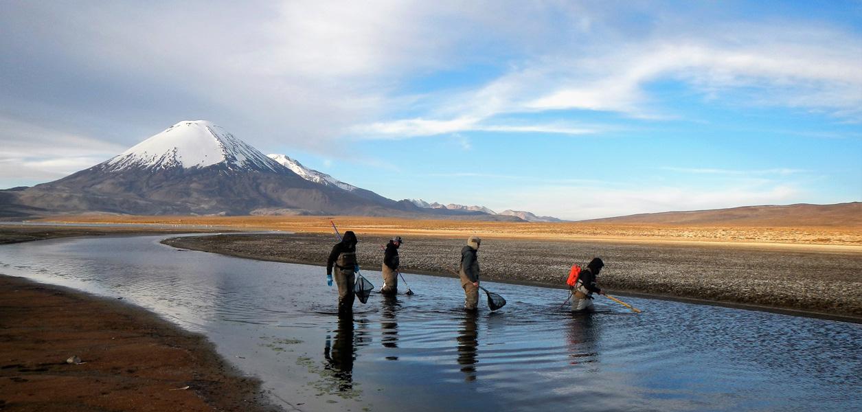 trucha-invasora-chungara-5