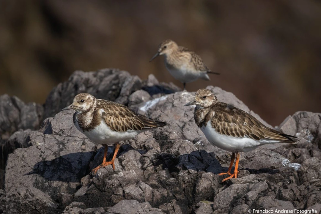 Playero de Baird Humedal La Chimba