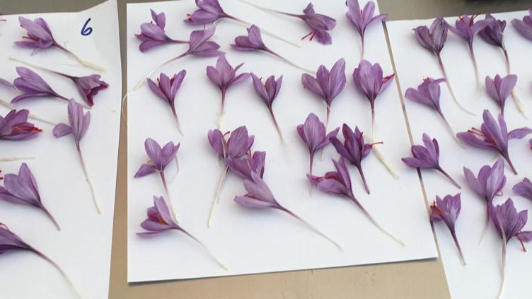 azafrán pampa desierto 3