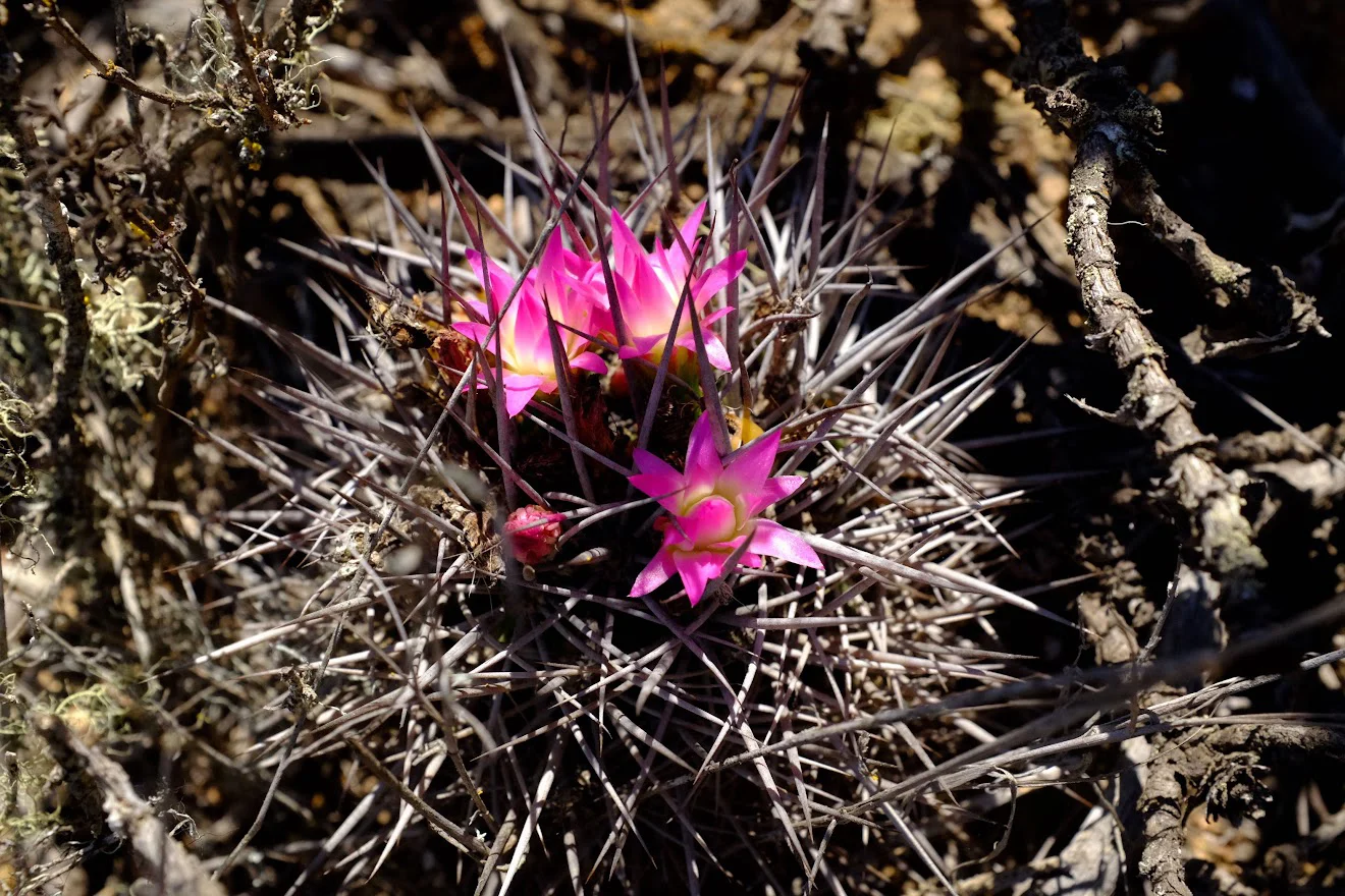 plantas agua de niebla 2