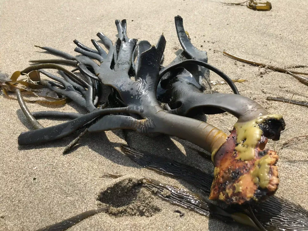 Bosques marinos patagonia