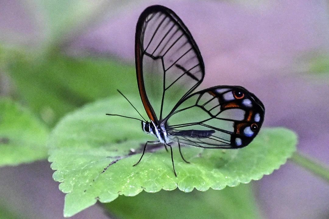 mariposa 1