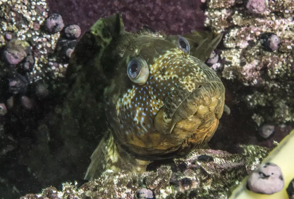 Pisagua 21-Mauricio Altamirano-Oceana Chile