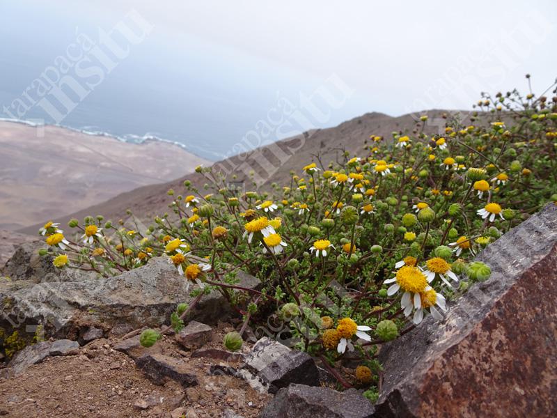 Flora-costera-de-tarapaca-Perityle-emoryi