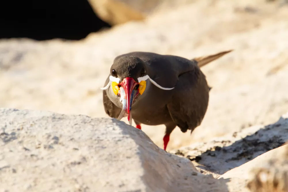 ALTA BIODIVERSIDAD-Constitucion biodiversiad 2