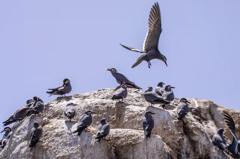 Pisagua 2-Lucas Zanâ• âartu-Oceana Chile