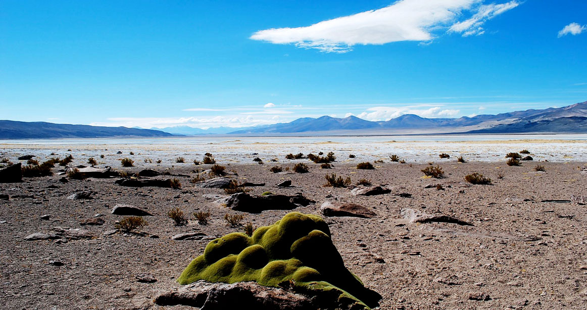 llareta-y-huasco-1-WEB