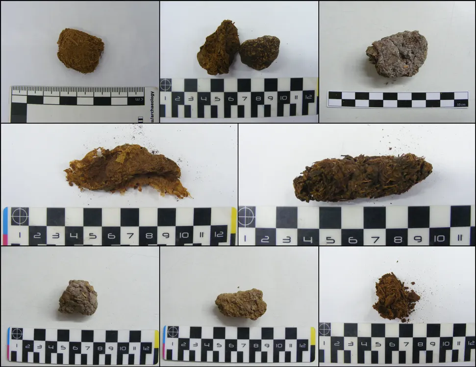 coprolitos Figure 2