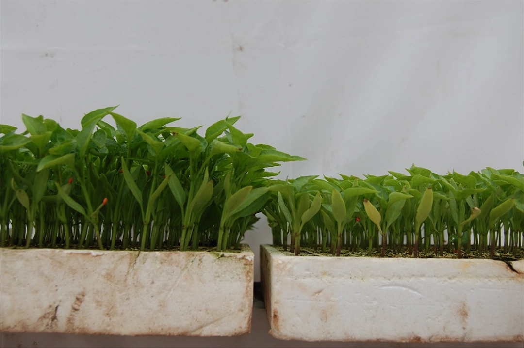 adaptacion a la escasez hidrica 2