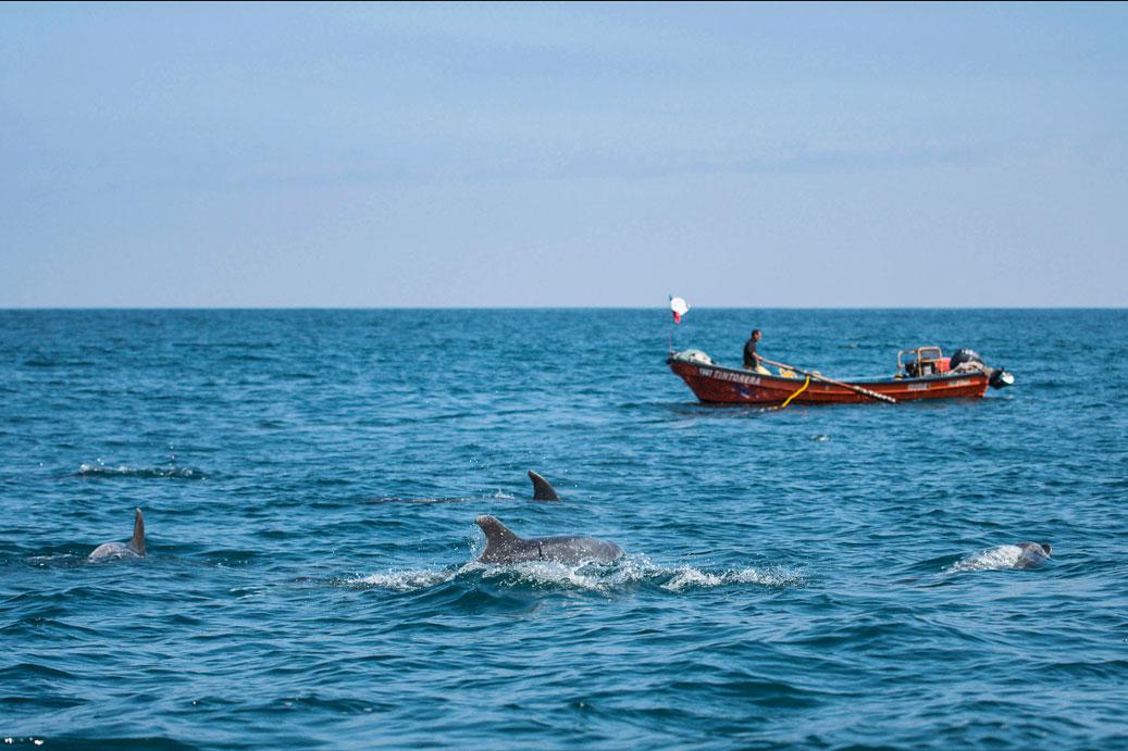 anchoveta4-foto-marensepia