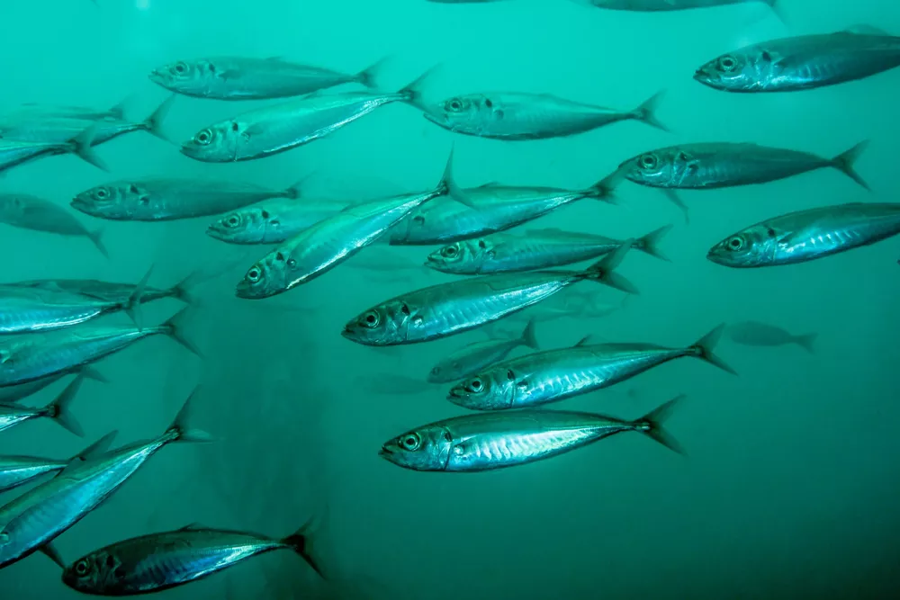 Pisagua I Mauricio Altamirano I Oceana Chile 3