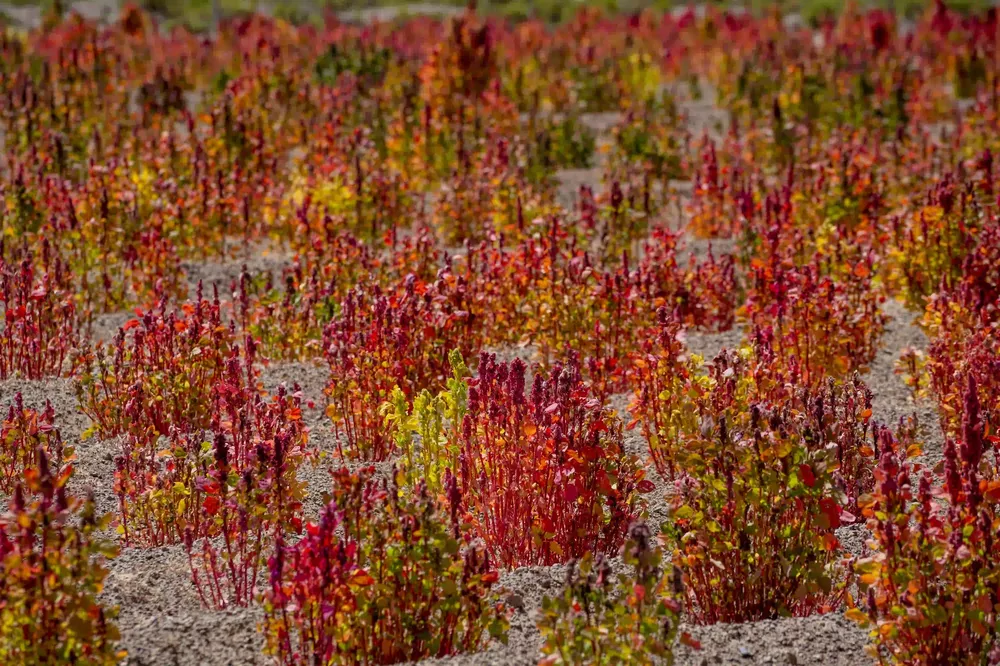 quinoa ceaza 1 foto franco miranda