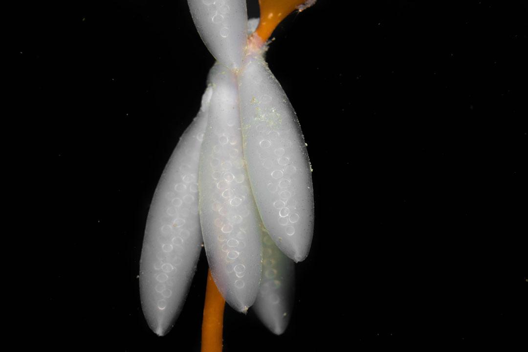 catalina-foto-submarina-4