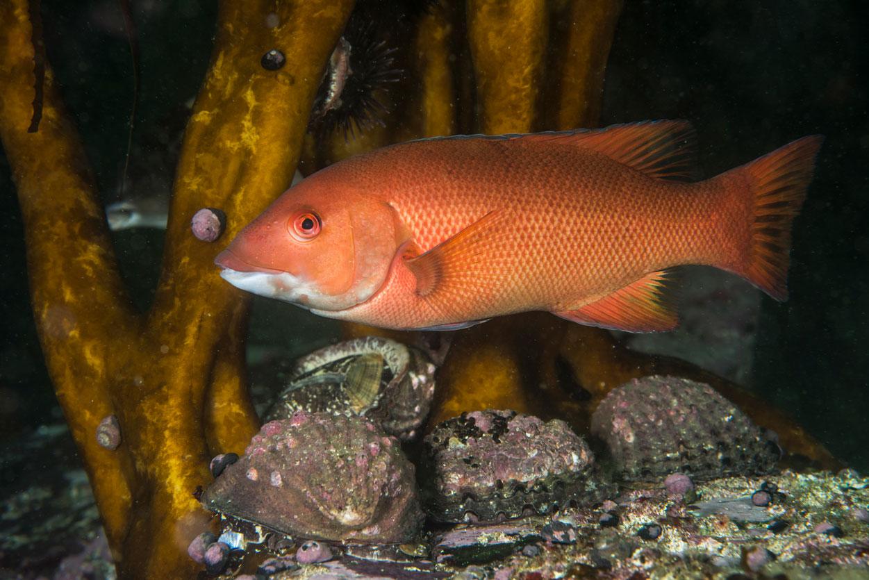 Pisagua-Oceana-Chile-Mauricio-Altamirano