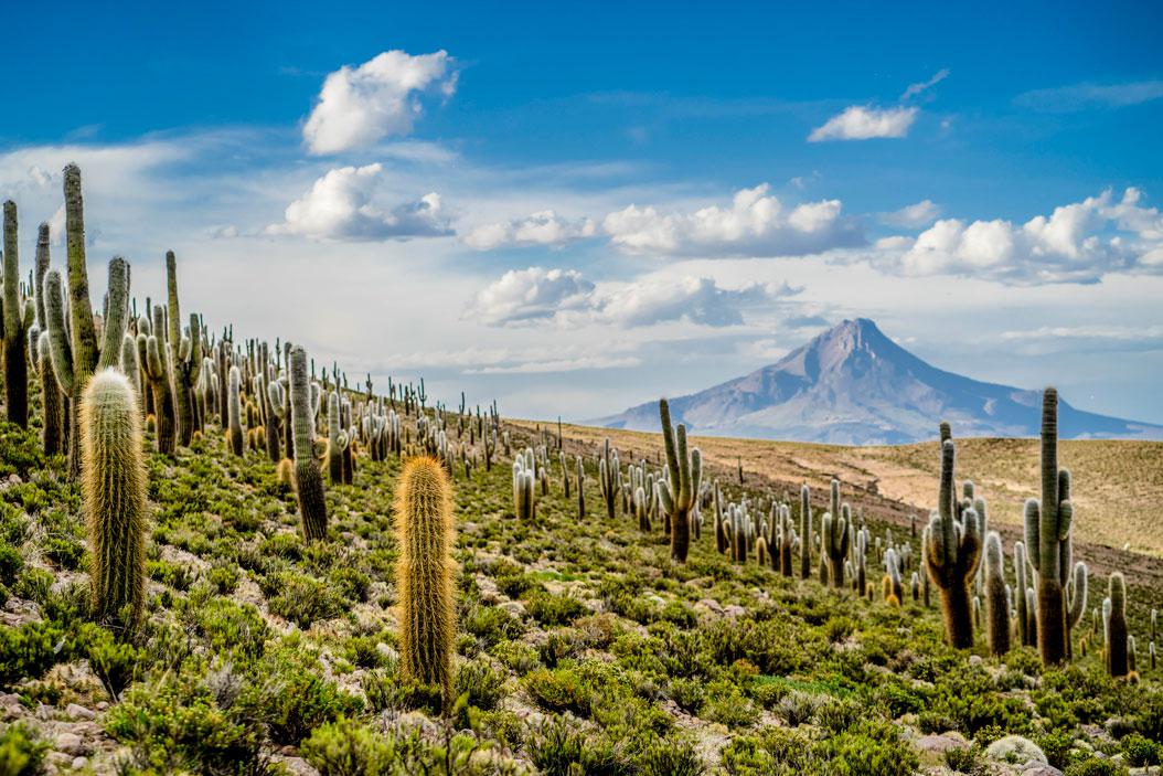 DSC00650-Cactus-Franco-Miranda