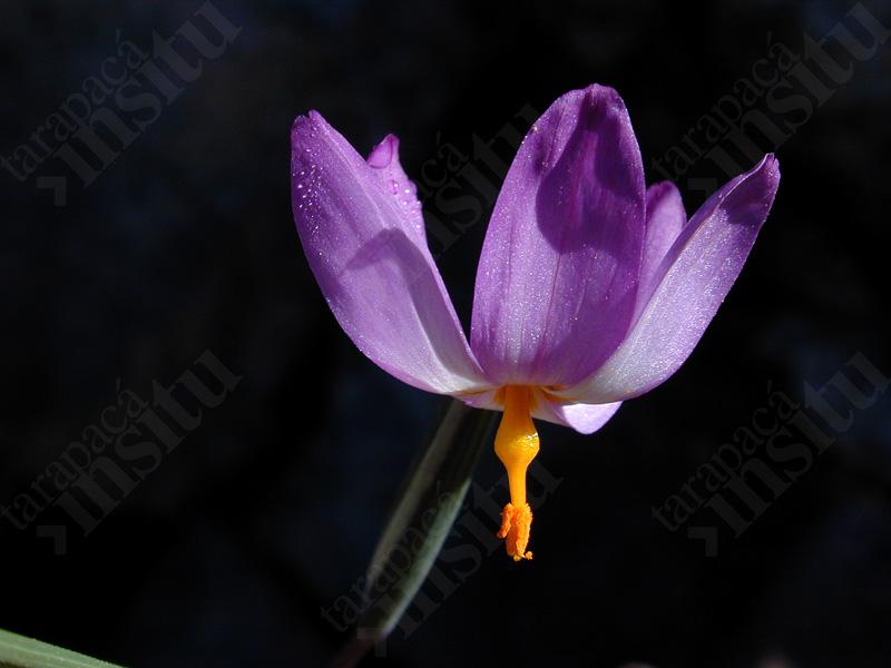 Flora-costera-de-tarapaca-Olsynium-scirpoideum,-Patache-2015