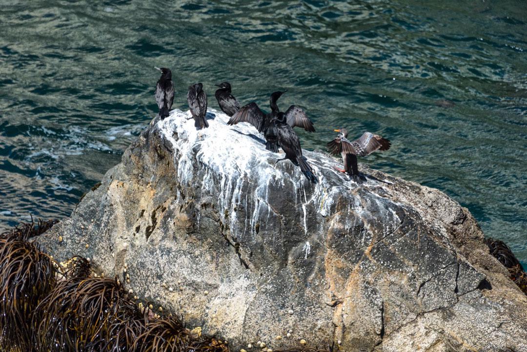 Guano-Huano-agricultura-desierto-2